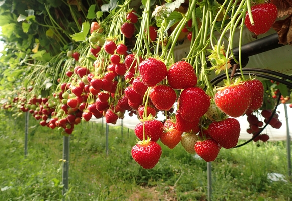 strawberries being grown